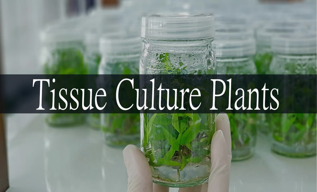 Tissue Culture Plants: Your Complete Guide to Lab-Grown Greenery