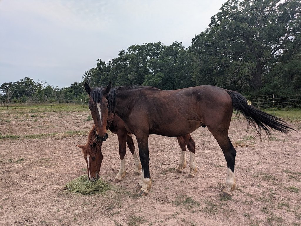 COTH Forums: Your Gateway to the Horse Community Online