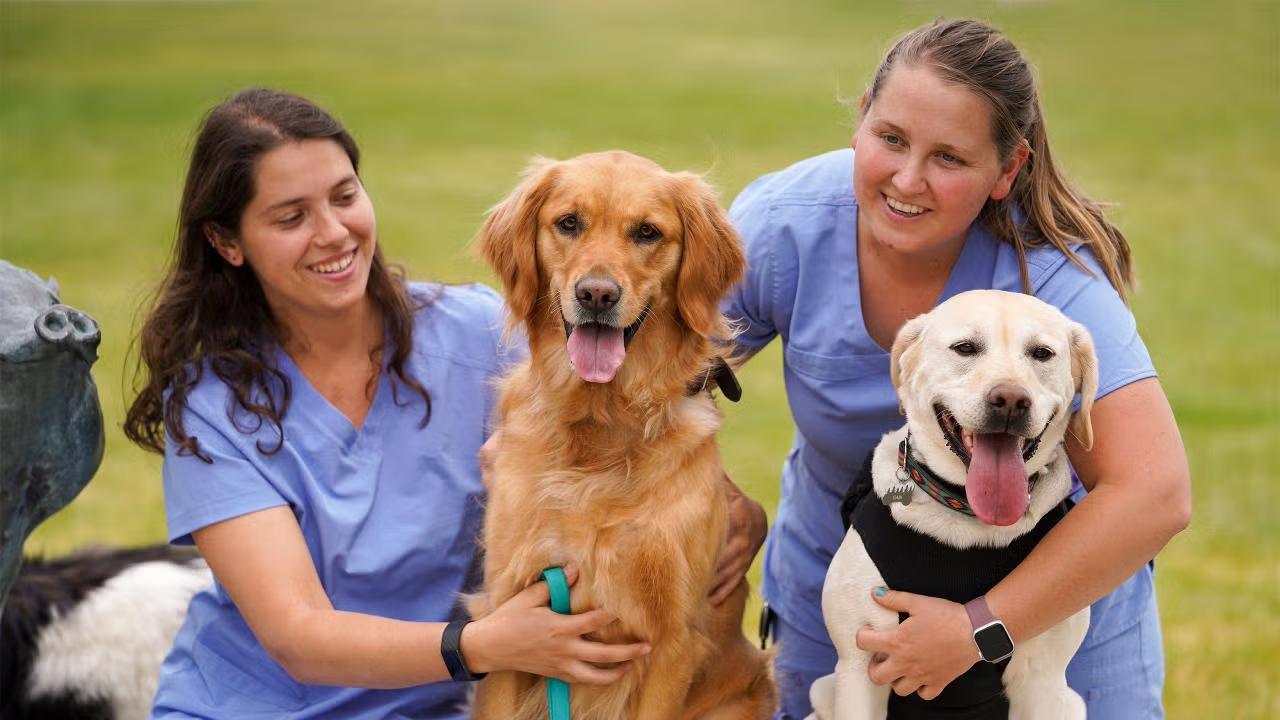 Exploring Life With Animals: Our Companions and Teachers