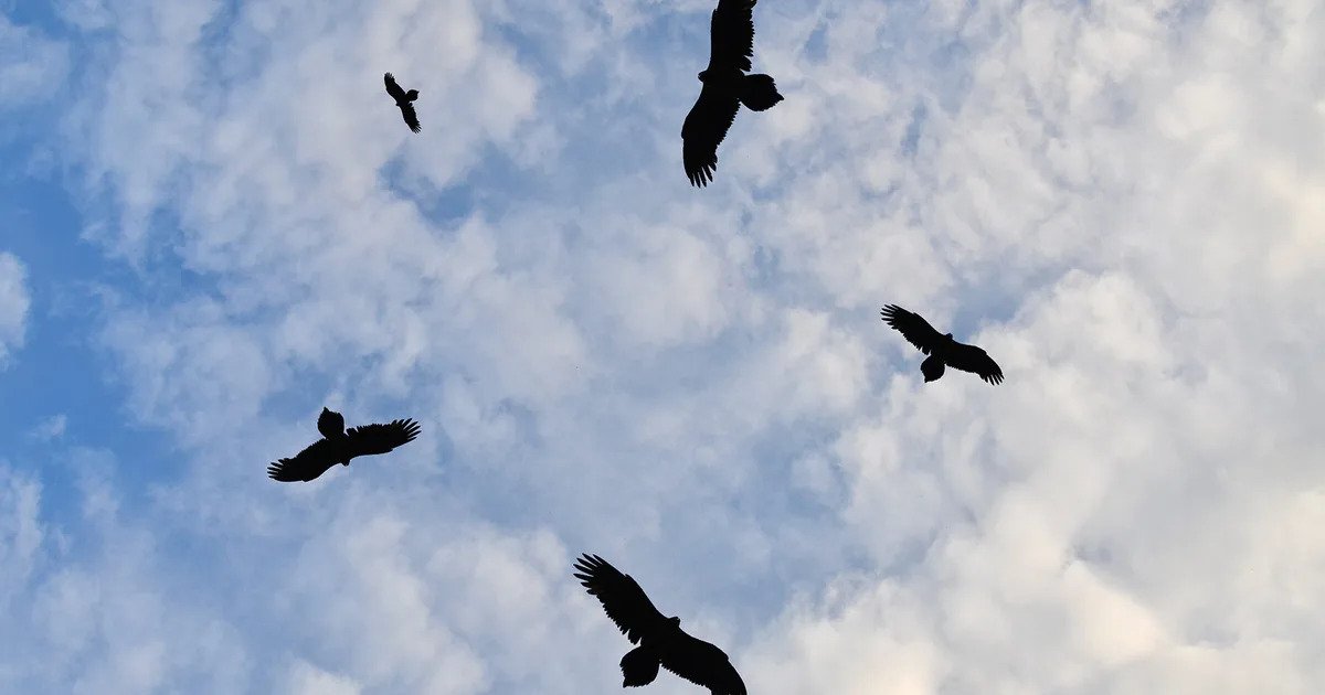 Circling Birds Effect PSO2: A Complete Guide for Players