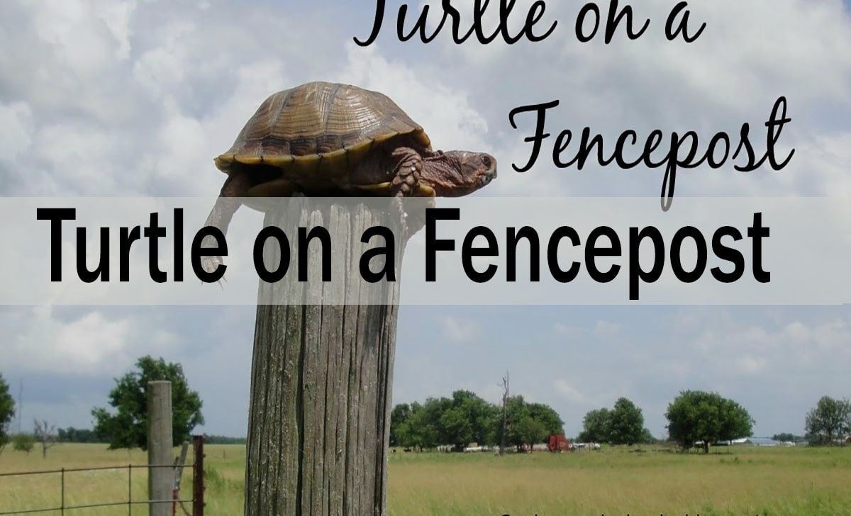 When Nature Defies Logic: The Turtle on a Fencepost