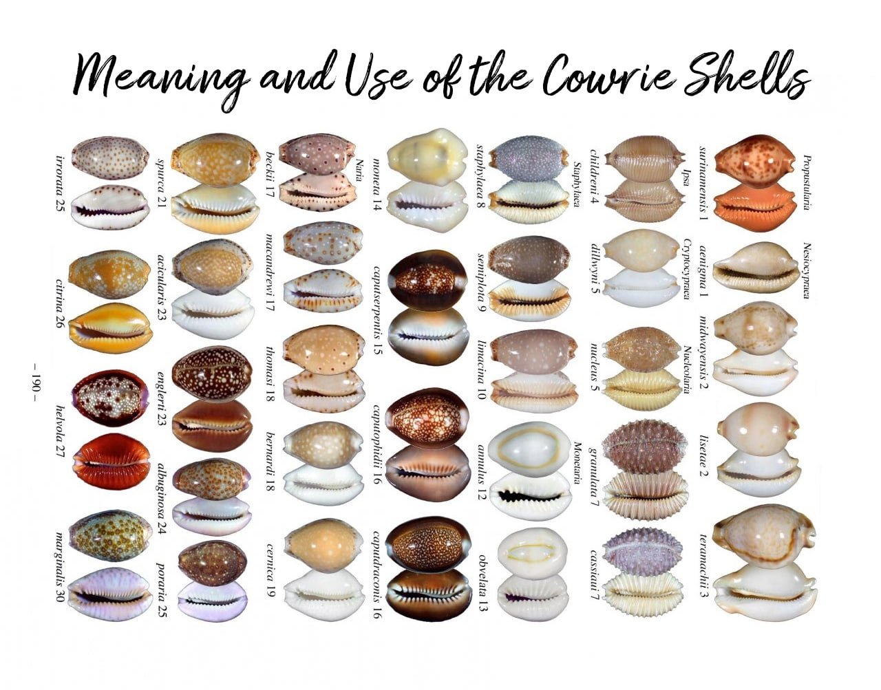 Cowrie Shells: A Friendly Guide to History, Science, and Care