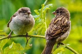 World Sparrow Day 2022: Celebrating Nature’s Tiny Messengers